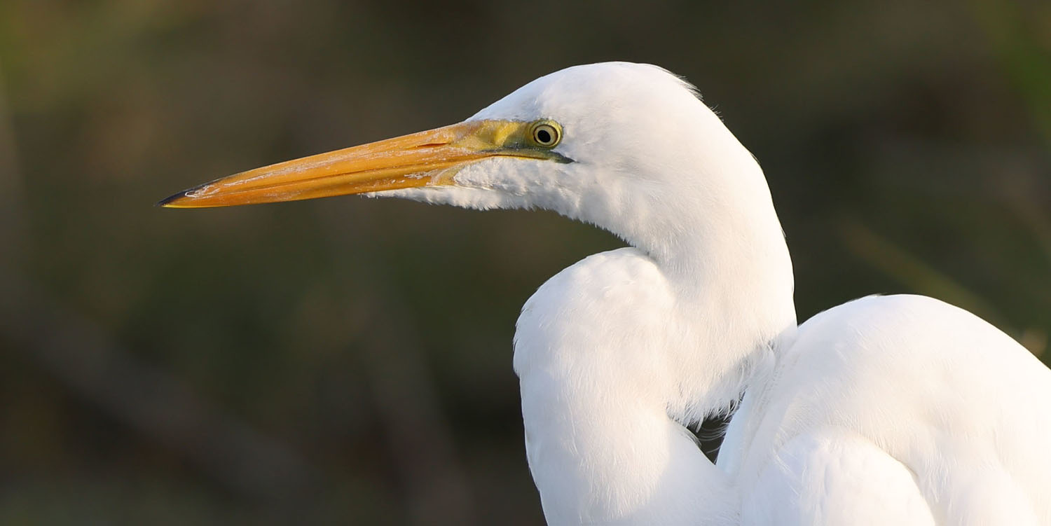 Bird Watching at Lake Apopka Wildlife Drive in Florida