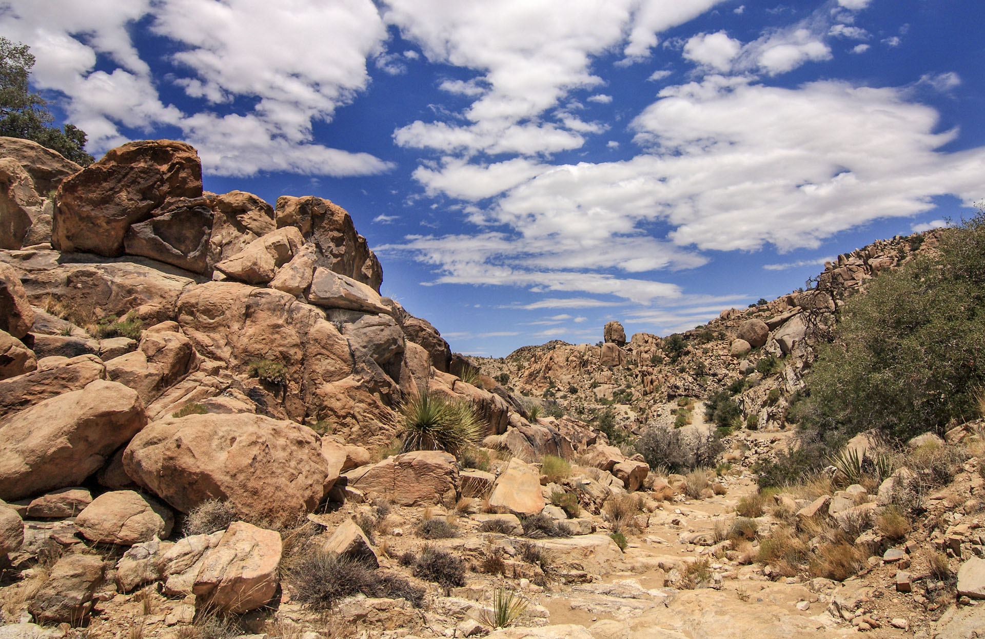 Joshua Tree National Park – Pine City Trail, July 2010